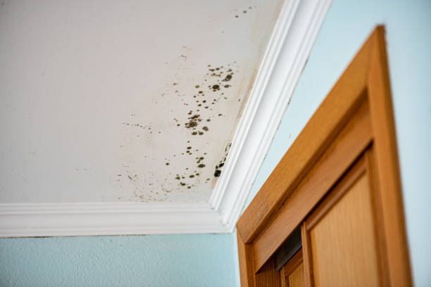 Best Home Mold Removal  in Hillsboro, ND