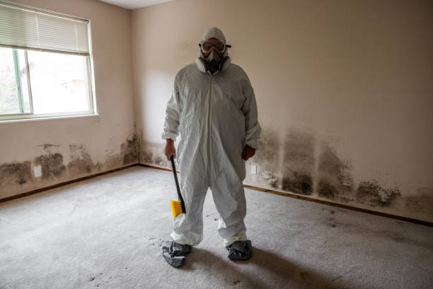 Best Certified Mold Removal  in Hillsboro, ND